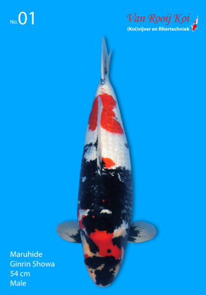 Maruhide Ginrin Showa