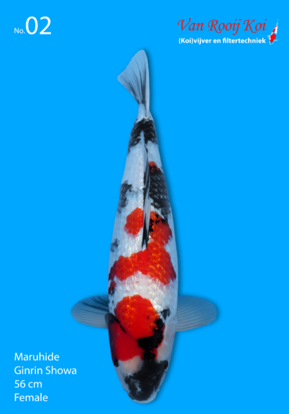 Maruhide Ginrin Showa