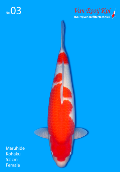 Maruhide Kohaku