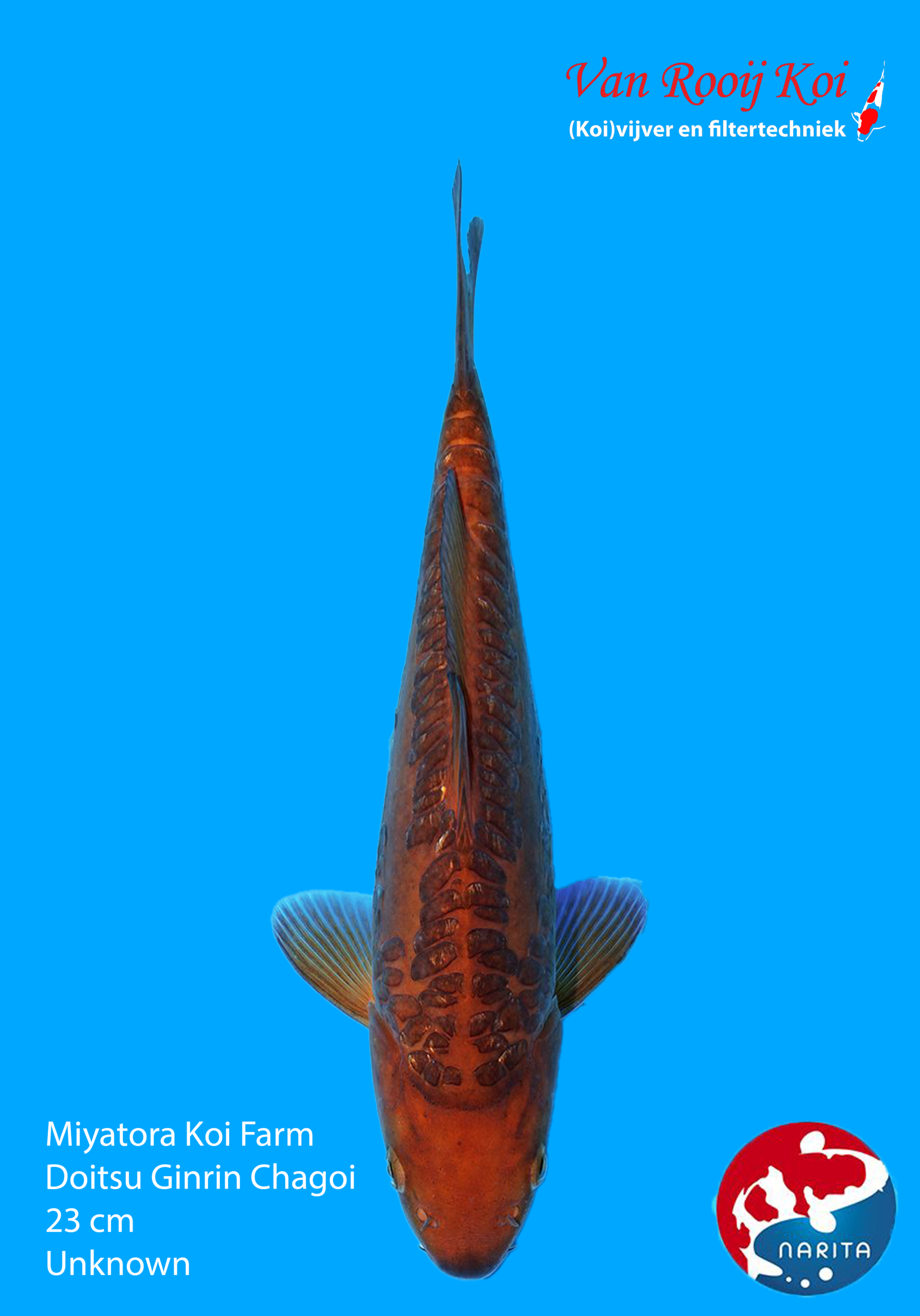 Miyatora Koi Farm Doitsu Ginrin Chagoi