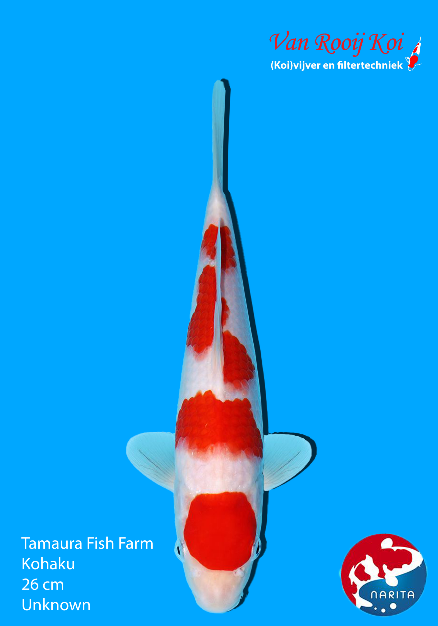 Tamaura Fish Farm Kohaku