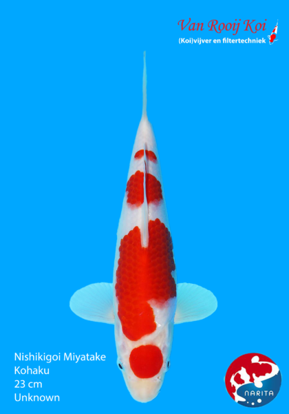 Nishikigoi Miyatake Kohaku