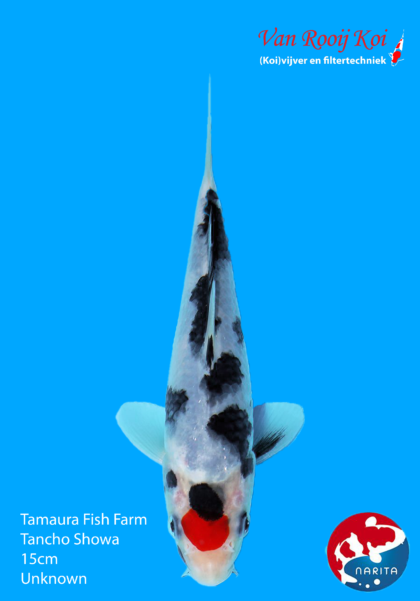 Tamaura Fish Farm Tancho Showa