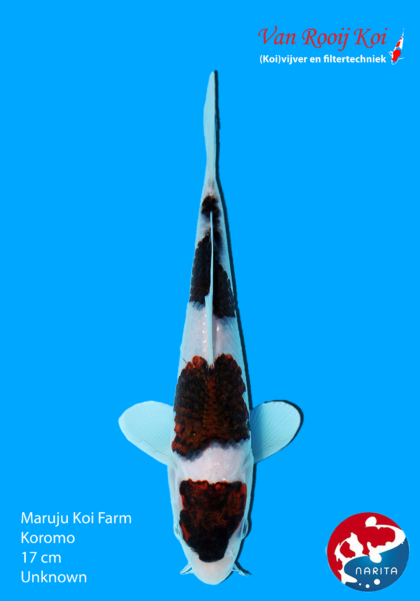 Maruju Koi Farm Koromo