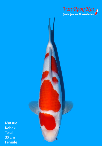 Matsue Kohaku