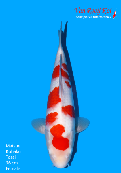 Matsue Kohaku