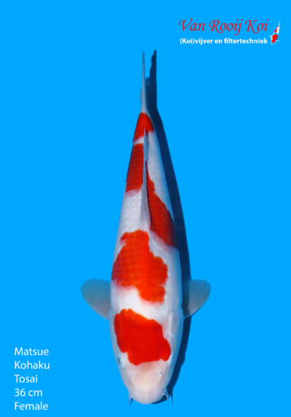 Matsue Kohaku