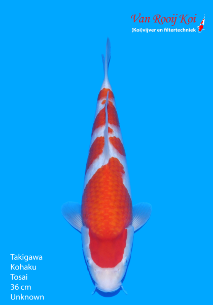 Takigawa Kohaku