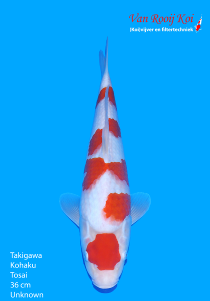 Takigawa Kohaku